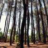 @poela.estefani-hutan-pinus3