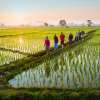 Cengana-Rice-Field-768×576