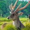Ranca-Upas-Deer-Conservation-Center-Bandung-1