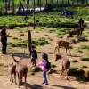Ranca-Upas-Deer-Conservation-Center-Bandung-2