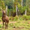 Ranca-Upas-Deer-Conservation-Center-Bandung-3_waifu2x_photo_noise2_scale_tta_1