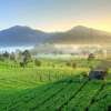Rancabali-Tea-Plantation-Bandung-1