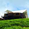 Rancabali-Tea-Plantation-Bandung-2