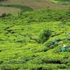 Rancabali-Tea-Plantation-Bandung-3-768×576