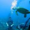 baliusatlibertywreckdive11-600×450