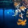 baliusatlibertywreckdive8-600×450