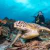 Aristocat Bali Hai Cruise with Diving in Nusa Lembongan 2