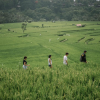 Bali Bongkasa Village Trekking Tour 4