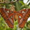Bali Butterfly Park and Flamingo Beach Club 13