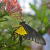 Bali Butterfly Park and Flamingo Beach Club 21