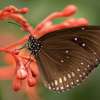 Bali Butterfly Park and Flamingo Beach Club 22