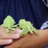 Bali Butterfly Park and Flamingo Beach Club 24