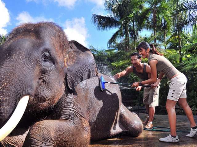 Bali Elephant Bathing and Safari Ride 1
