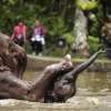 Bali Elephant Bathing and Safari Ride 2