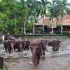 Bali Elephant Bathing and Safari Ride 3