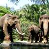 Bali Elephant Bathing and Safari Ride 4