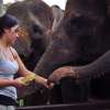 Bali Elephant Bathing and Safari Ride 5