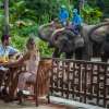 Bali Elephant Bathing and Safari Ride 6