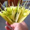 Bali Lontar Palm Leaf Weaving Class 2