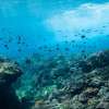 Bali Nusa Penida Snorkeling Tour with Four Spots 14