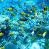 Bali Nusa Penida Snorkeling Tour with Four Spots 2