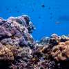 Bali Nusa Penida Snorkeling Tour with Four Spots 3