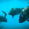 Bali Nusa Penida Snorkeling Tour with Four Spots 5