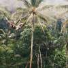 Bali Terrace River Pool Swing 2