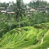 COFFEE PLANTATION- UBUD DAY TOUR 2