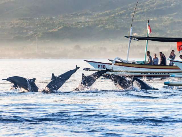 Lovina Dolphin Waterfall Ulun Danu and Ubud Tour 1
