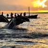 Lovina Dolphin Waterfall Ulun Danu and Ubud Tour 2