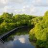 Mangrove Forest Bali Canoe Eco Tour 2