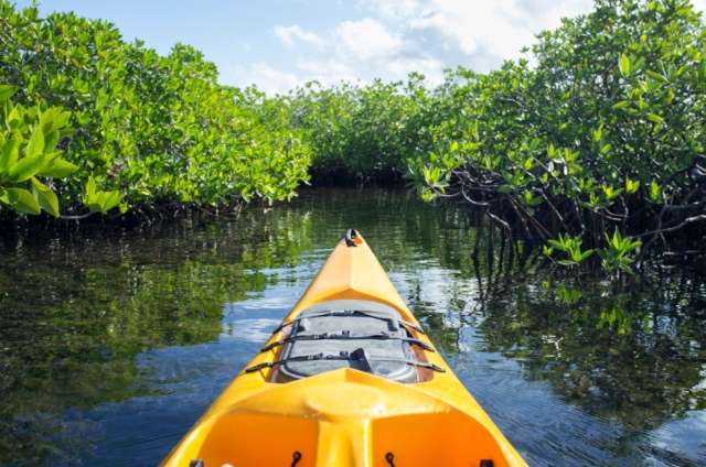 Mangrove Forest Bali Canoe Eco Tour 4