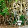 Western Bali VW Jeep Tour 2