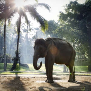 발리 코끼리 목욕체험+라이딩