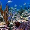 Nusa-Dua-Dive5