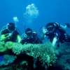 Nusa-Dua-Dive6