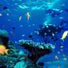 Nusa-Dua-Dive7