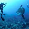 padangbaidive13