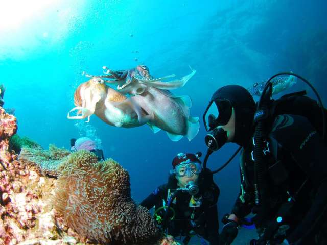 padangbaidive2