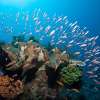 padangbaidive9