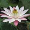 Bogor Botanical Garden Tour from Jakarta-2