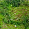 rice terrace alas harumnya