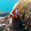 padang bai snorkeling 1