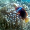 padang bai snorkeling 2