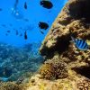 padang bai snorkeling 5